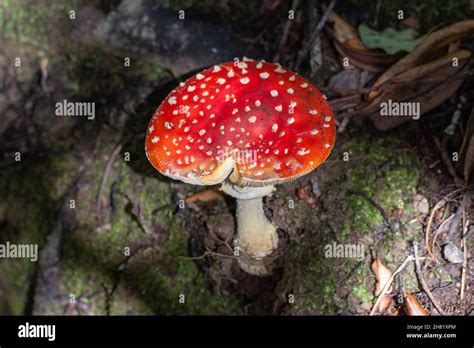 Common Nz Mushroom Hi Res Stock Photography And Images Alamy