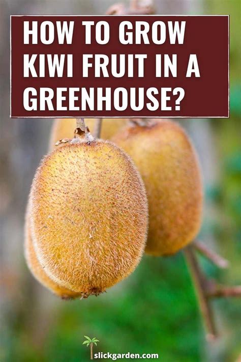 How To Grow Kiwi Fruit In A Greenhouse Kiwi Growing Fruit Tree