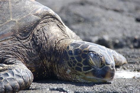 Sea Turtle 1 Free Photo Download Freeimages