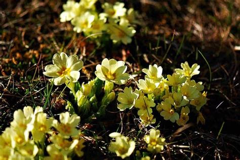 Primrose Flower Meaning And Symbolism Ultimate Guide Simplybeyondherbs