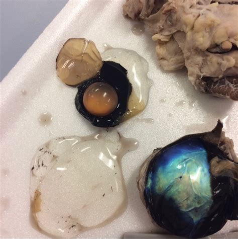 Cow Eye Dissection Dissection Dissection Resources For Off