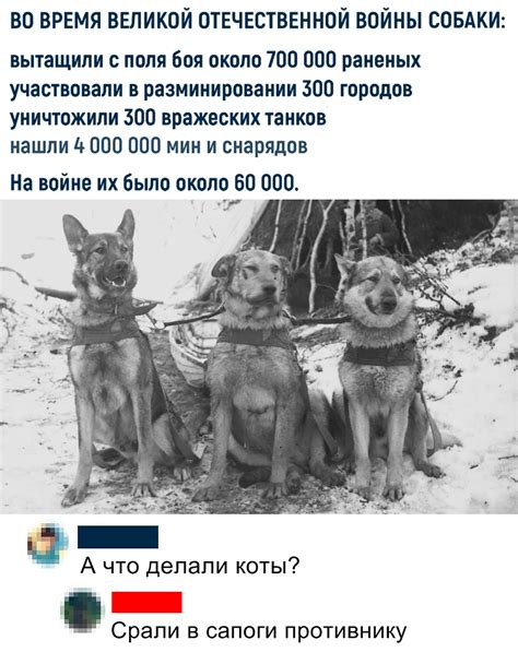 Собаки и кошки | Пикабу
