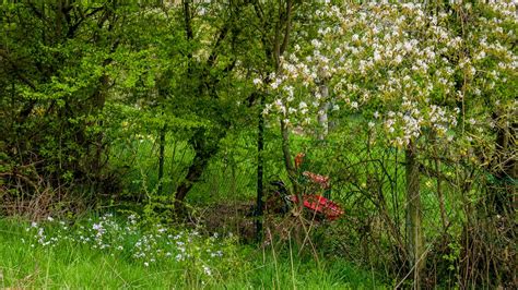 Fr Hling L Bad Homburg Hessen Germany Vitalij Sosna Flickr