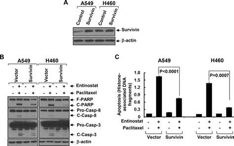 Ectopic Expression Of Survivin Significantly Attenuates Entinostat