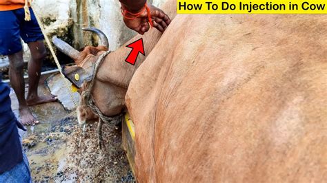 Cow Video Moxel Injection Mg Treatment Of Cow Udder Teats