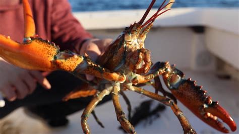 Hauling Lobster Traps On A Day Soak Youtube