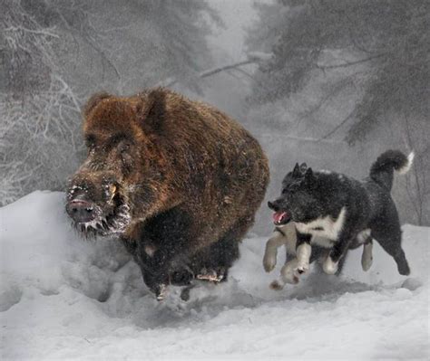 Perros De Oso De Karelia Persiguiendo A Un Jabalí Perros De Caza