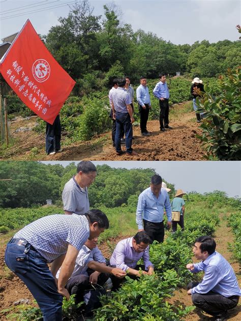 市科协开展“点亮精神火炬—送科技惠‘三农’为民办实事”主题党日活动 铜陵市机关党建网