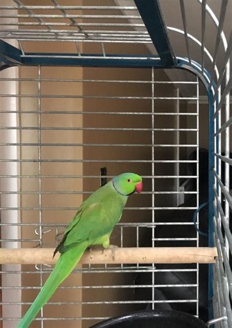 Alexandrine parrot and Large cage for sale WALSALL, Dudley