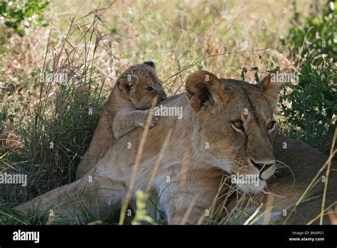 Lion Cub Playing With Mother In Masai Mara Game Reserve Kenya East