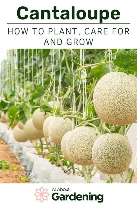 Growing Cantaloupe For A Summer Sweet Treat Artofit