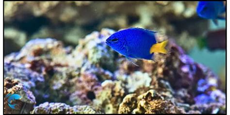 Yellowtail Blue Damselfish: The Ultimate Aquarium Care Guide