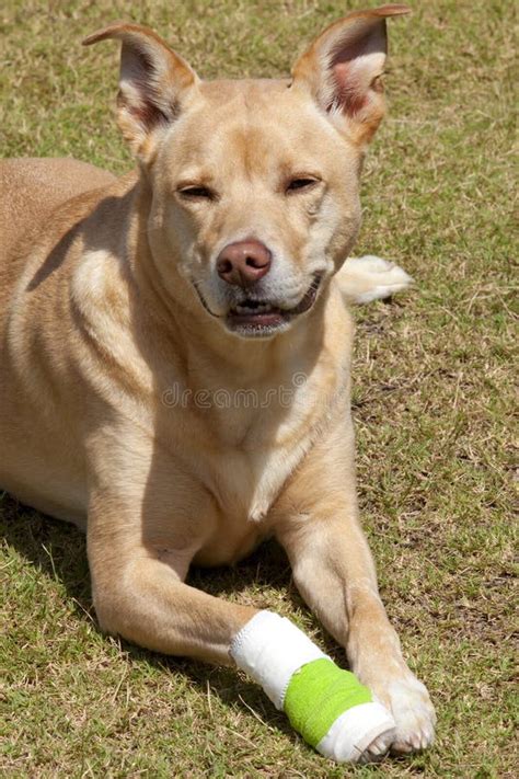 Dog with injured paw stock image. Image of pooch, female - 129338663