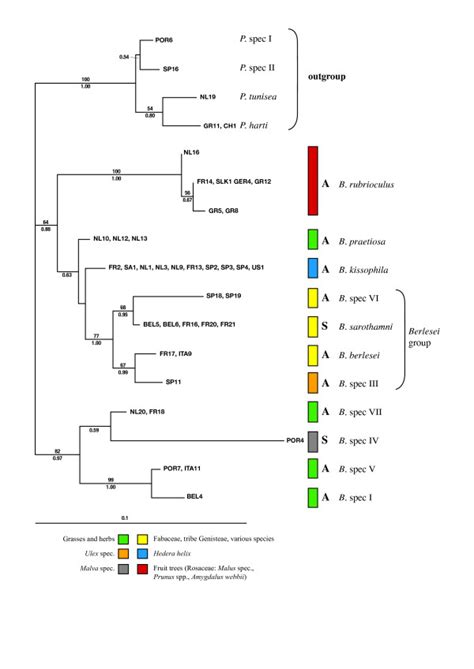 28S RDNA Tree Maximum Likelihood Tree Of The Genus Bryobia And Four