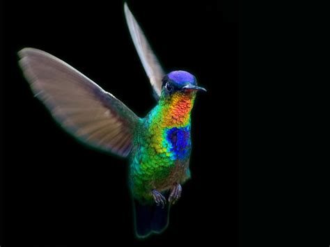 What Is the Essence of Iridescence? Ask a Hummingbird | Living Bird ...