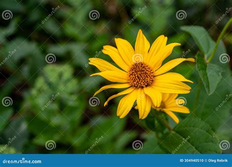 Yellow Flowers. Heliopsis, an Excellent Tall Perennial for the Backdrop ...