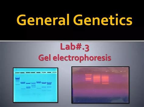 Genetic Science Learning Center Gel Electrophoresis Virtual Lab Answer Key Tips For Learning