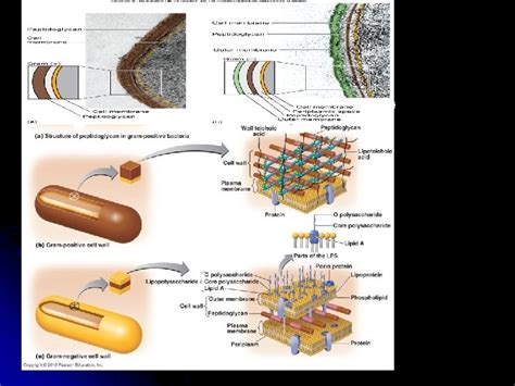 Chapter 4 Functional Anatomy Of Prokaryotic And Eukaryotic