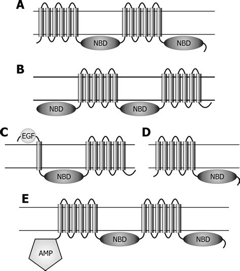 Predicted Topology And Domain Organization Of Fungal Abc Transporters Download Scientific