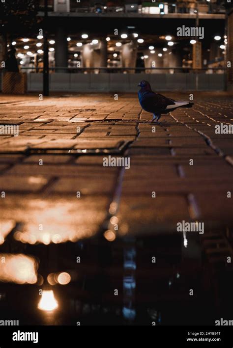 Closeup shot of pigeon in night city environment Stock Photo - Alamy