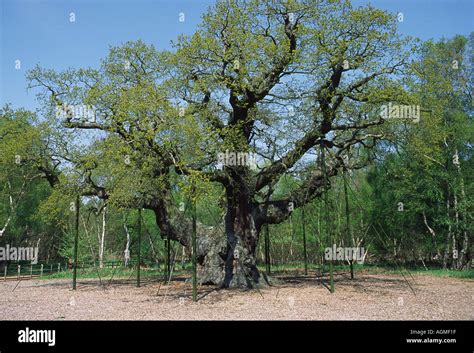 The Major Oak In Sherwood Forest Stock Photo - Alamy