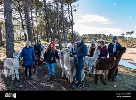 Hedderwick Hill Farm East Lothian Schottland Gro Britannien