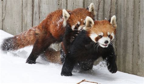 Cute Pandas Playing In The Snow Is Everything You Need Right Now