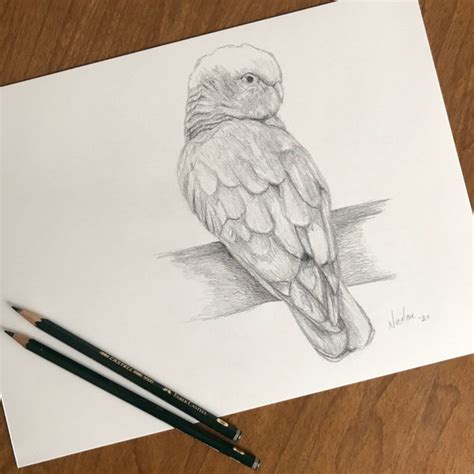 Bird Pencil Drawing - Etsy