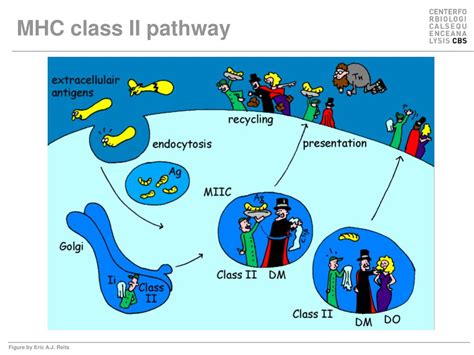 PPT - MHC Polymorphism PowerPoint Presentation, free download - ID:479268