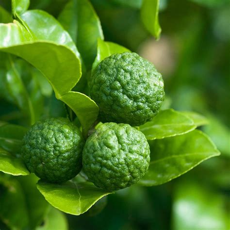 Kaffir Lime Flower