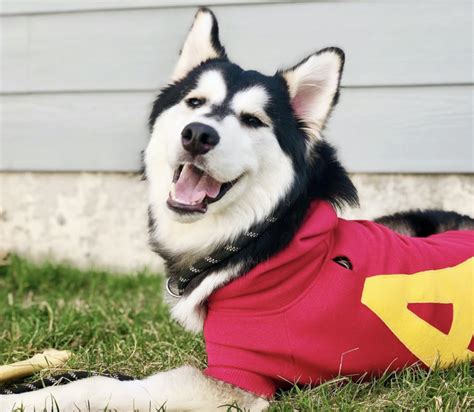 Alvin The 3 Legged Husky Mix Looking For A Forever Home Hoboken Girl