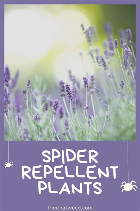 Spider Repellent Plants | Spiders repellent, Plants that repel spiders, Plants that repel bugs