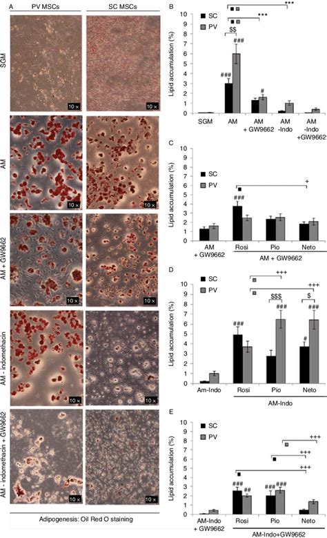 Adipogenesis Lipid Accumulation A Oil Red O Staining Day B