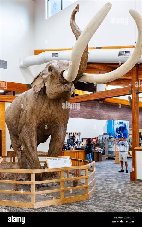 Visitors View The Mammoth Site Museum Paleontological Site Hot Springs South Dakota USA