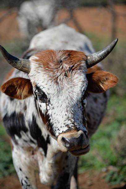 Nguni Cattle Stock Photos Pictures And Royalty Free Images Istock