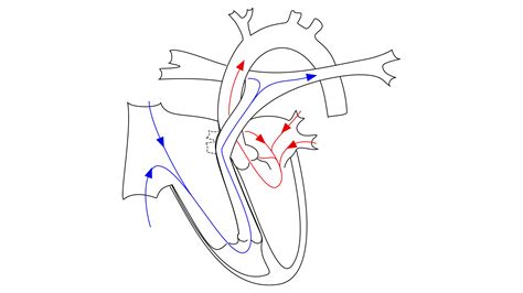 Ebstein S Anomaly Of The Tricuspid Valve Symptoms Treatment Storymd