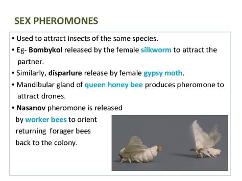 Communication In Insects Contents Introduction Types Of Insect