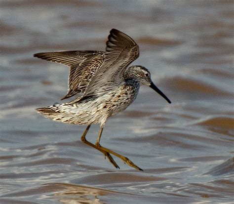 Stilt Sandpiper - Owen Deutsch Photography