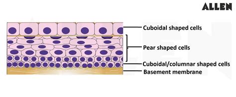 Epithelial Tissue Definition Classification Modifications