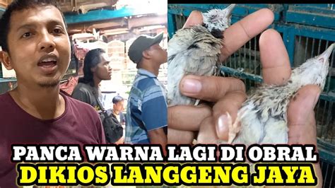 LAGI OBRAL HARGA HARGA BURUNG PARBENG DAN FINCH DI KIOS LANGGENG