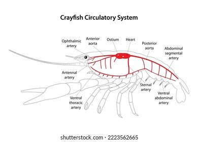 Crayfish Circulatory System White Background Stock Vector Royalty Free