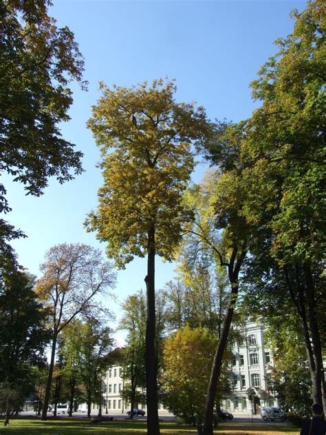 Pin Di Sergejus Dem Su Mano Mylimiausias Miestas Vilnius Mano Nuotraukos