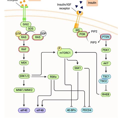 The Function Of Transcription Factor C Myc In Translational Control