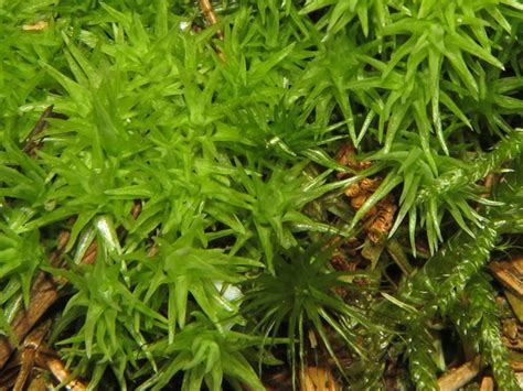 bio-forum.pl: Leucobryum glaucum