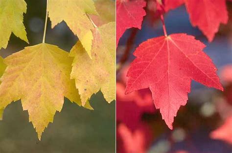 Acer rubrum | Landscape Plants | Oregon State University