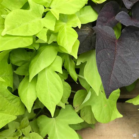 Sweet Potato Vine — Green Acres Nursery And Supply