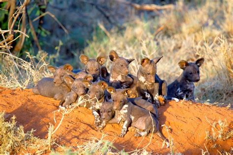 Leopard And Wild Dog Two Iconic Predators In The Bbc Series ‘the Hunt