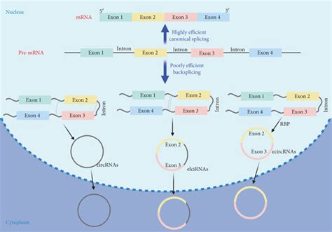 Biogenesis Of Circrnas Pre Mrnas Go Through Two Splicing Pathways To