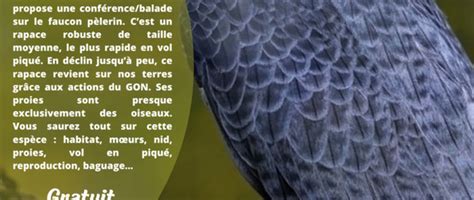 Les Faucons P Lerins Les Oiseaux Les Plus Rapides Du Monde