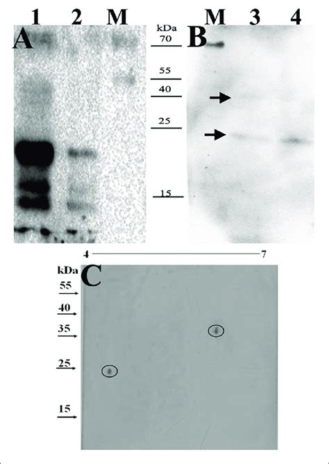 Identification Of The Immunodominant Glyco Antigens By Bcg